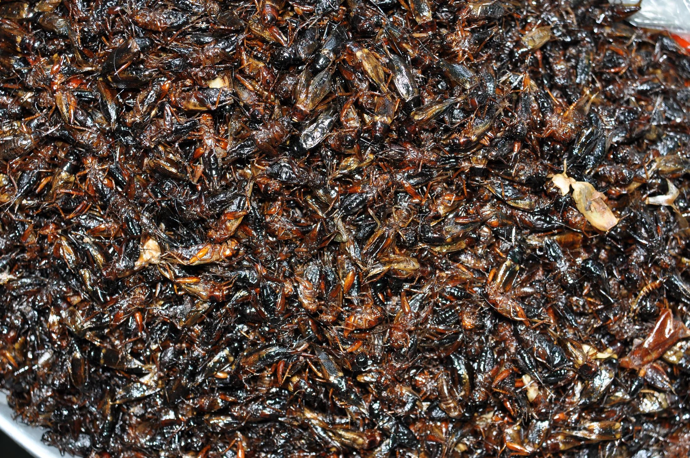 PP Central Market- fried bugs for sale (14064725217), a local food or culture image for Siem Reap, Cambodia