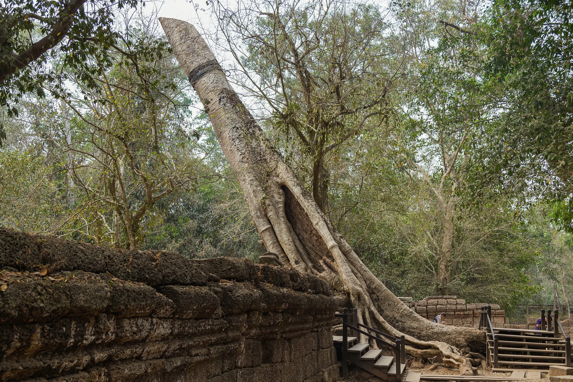 2016 Angkor, Ta Prohm (07) in or near Siem Reap, Cambodia